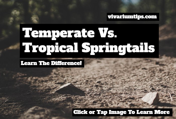 temperate vs tropical springtails