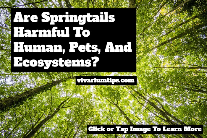 are springtails harmful