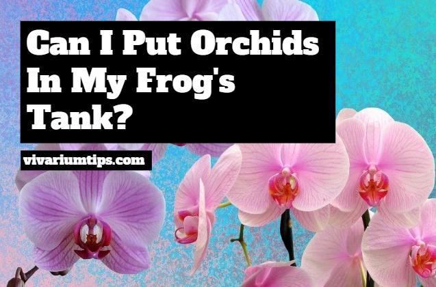 can i put orchids in my frogs tank