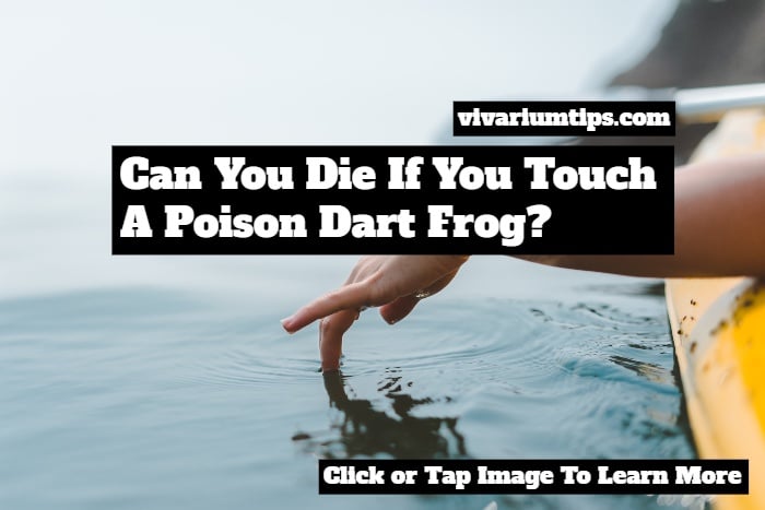 can you die if you touch a poison dart frog
