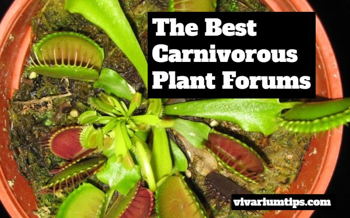 carnivorous plant forum
