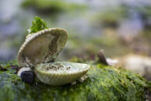 do cherry shrimps eat brown algae