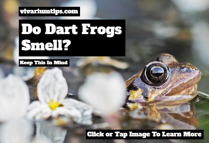 do dart frogs smell