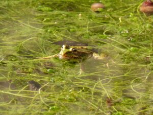 do cherry shrimps eat brown algae