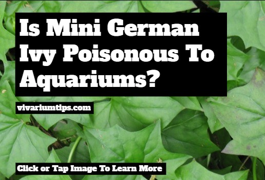 are mini german ivy poisonous to aquariums