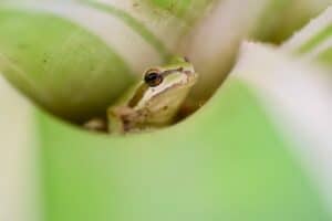 do dart frogs smell