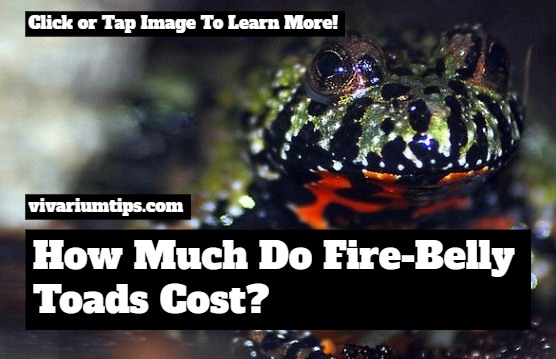 how much do fire belly toads cost