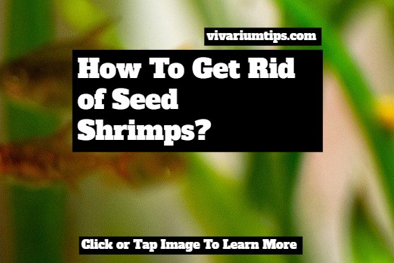 how to get rid of seed shrimps