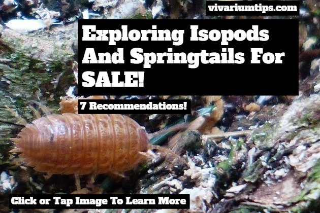 isopods and springtails for sale