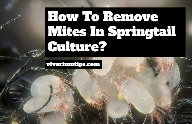 mites in springtail culture