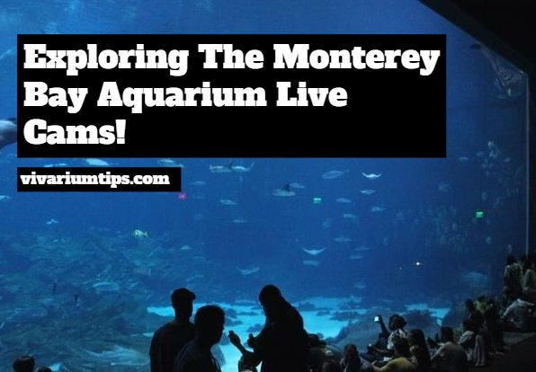 monterey bay aquarium live cams