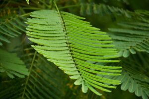 peacock fern guide