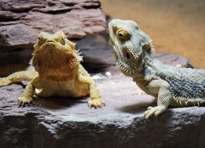 what does it mean when a bearded dragon licks you