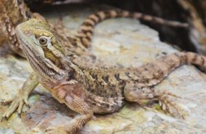 what does it mean when a bearded dragon licks you