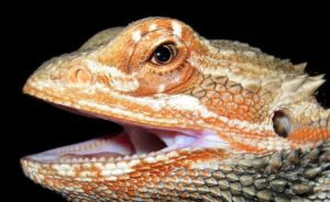 what does it mean when a bearded dragon licks you