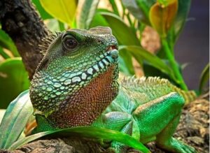 what does it mean when a bearded dragon licks you