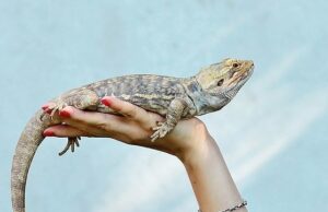 what does it mean when a bearded dragon licks you