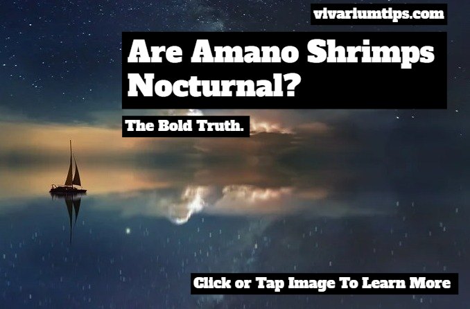 are amano shrimp nocturnal