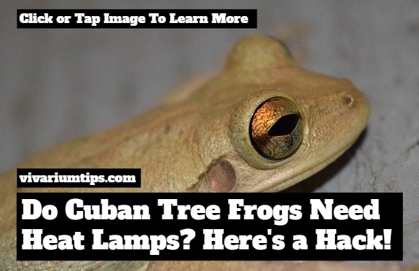 do cuban tree frogs need heat lamps