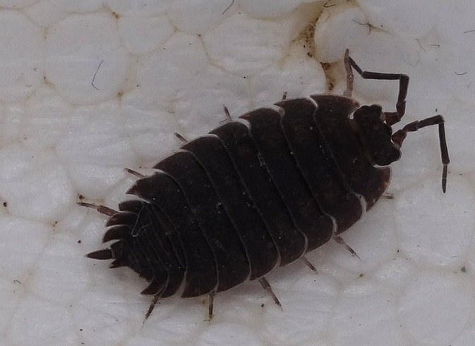 Exploring Isopods And Springtails For Sale - 7 Vendors - VivariumTips