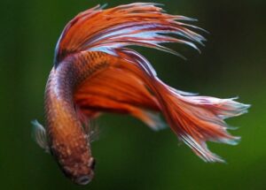 best substrates for bettas