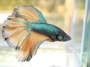 best substrates for bettas