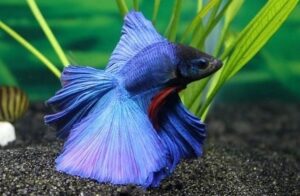 best substrates for bettas