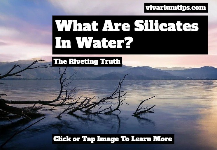 what are silicates in water