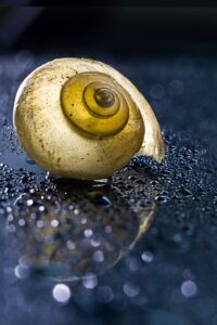 Why Is My Garden Snail Shell Turning White? Fascinating. - VivariumTips