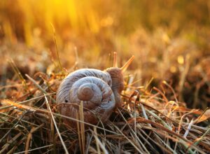 why is my garden snail shell turning white