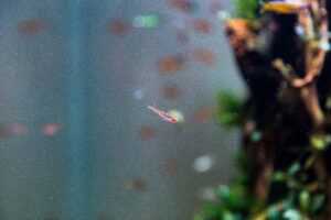 do cherry shrimps eat brown algae