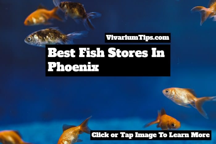 best fish stores in phoenix