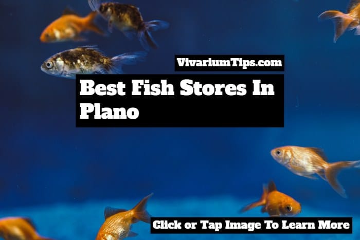 best fish stores in plano
