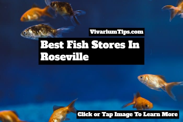 best fish stores in roseville