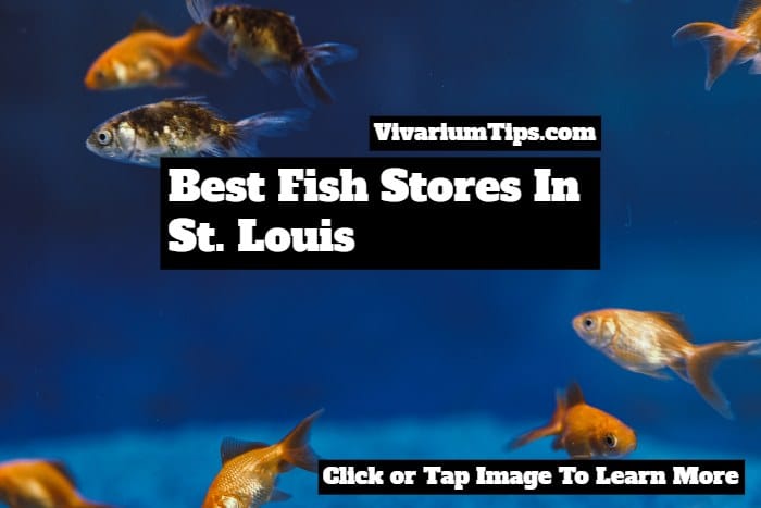 best fish stores in st louis