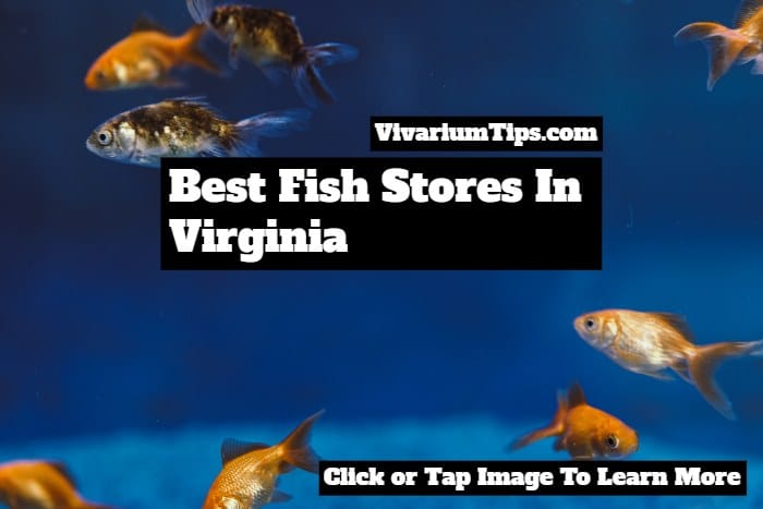 best fish stores in virginia
