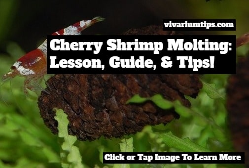 Cherry Shrimp Molting: Guide & Tips - Beginner-Friendly - VivariumTips