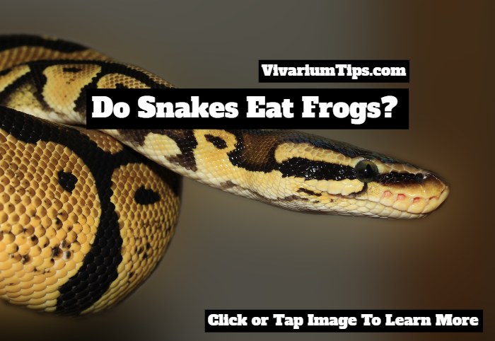 do snakes eat frogs