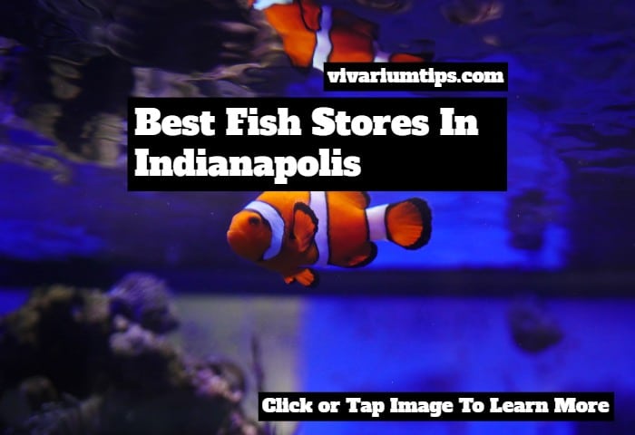 fish stores in indianapolis (1)