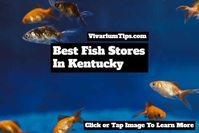 fish stores in kentucky