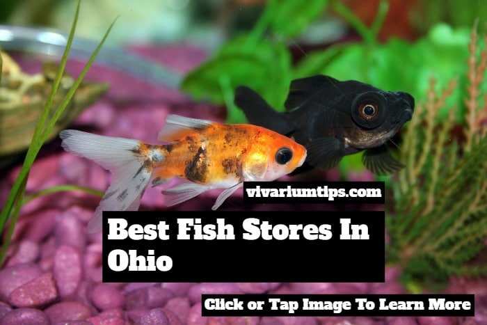 fish stores in ohio