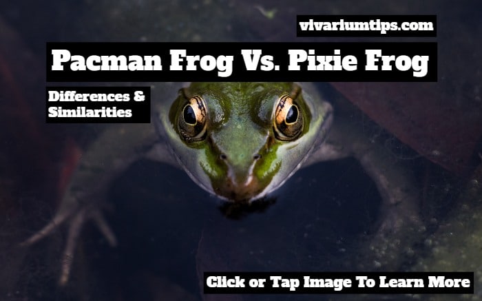 pacman frog vs pixie frog