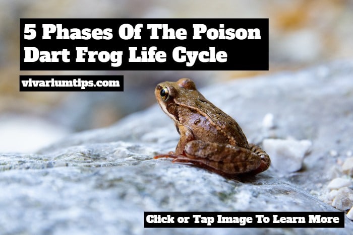 poison dart frog life cycle