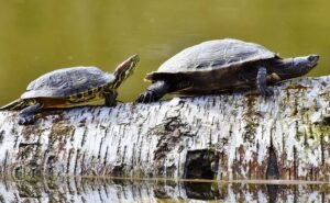 what animals can live in a paludarium