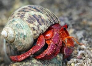 what animals can live in a paludarium