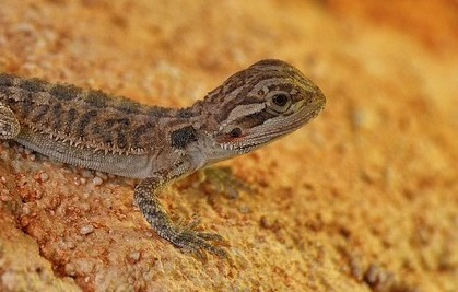 Exploring ALL The Best Substrates For Bearded Dragons (2021) - VivariumTips