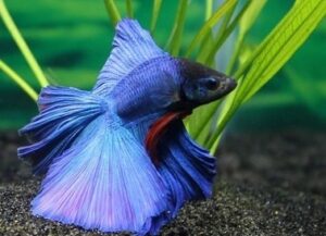 can cherry shrimps and bettas live together
