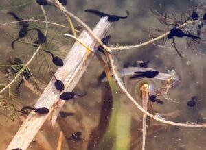 poison dart frog life cycle