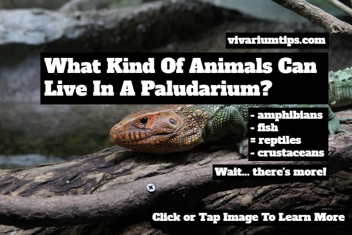 what animals can live in a paludarium