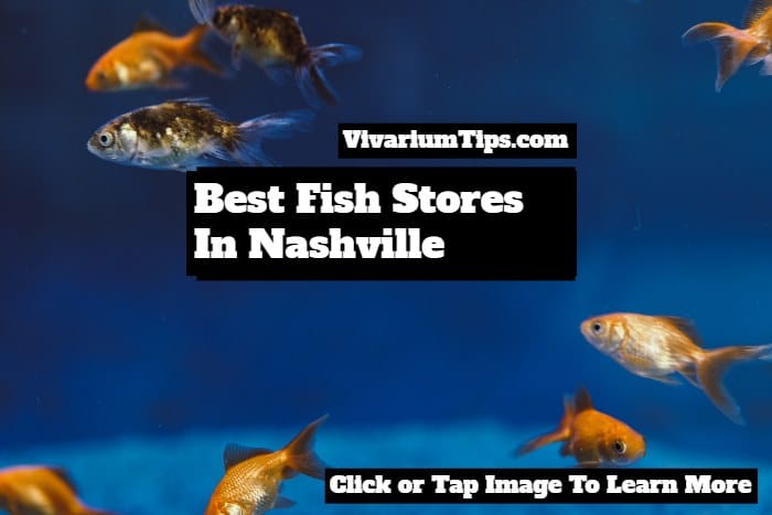 best fish stores in nashville